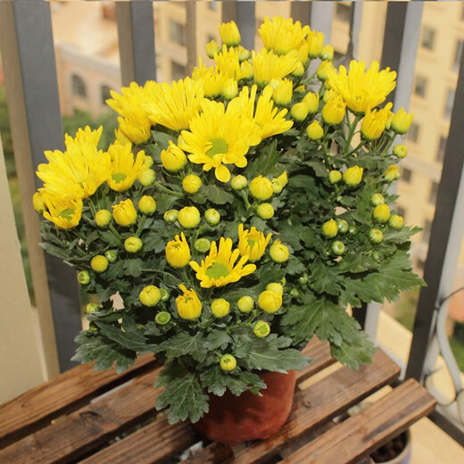 HUAHUIYOU with flower buds shipped with Dutch chrysanthemum seedlings are cold-resistant and easy to live. All seasons of flowering potted plants. Indoor and outdoor balcony green plants and flowers. Pink chrysanthemum with flower buds.
