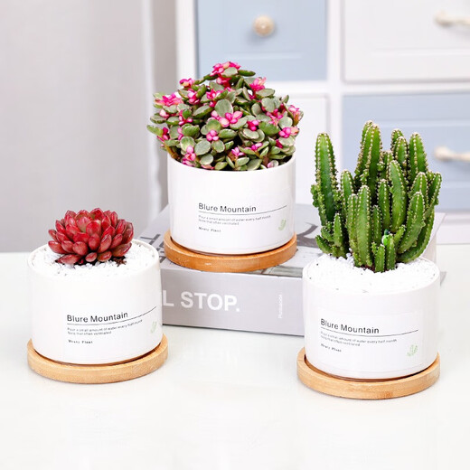 Jianshe Succulent Plant Potted Meat Office Desktop Novice Small Set Meal Green Plant Flower Cactus with Potted Diy Scenery Ten Premium Succulent Random + Long Wooden Basin + Nutritional Soil