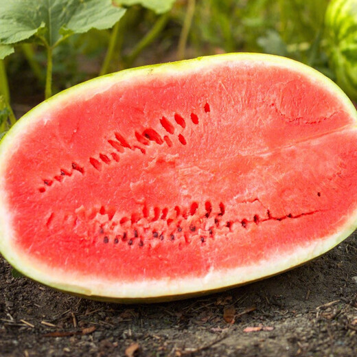 Shouhe Lazy Man Watermelon Seed Lazy Man King Melon Extra Large Spring No Pruning Lazy Man Fruit Seedling Southern Sweet Lazy God No. 1 Lazy Man Watermelon Seed 100g/medium ripe