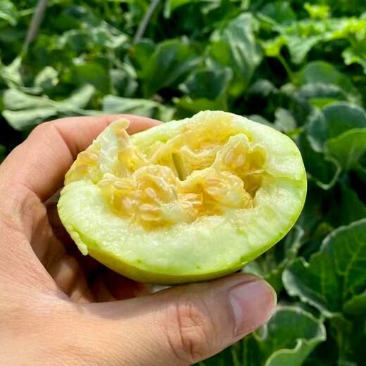 Shouhe melon seeds Shandong crispy Shouguang Boyang Dabaisha honey fruit sowing in winter and spring planting early maturing Fuji Tianbao melon seeds 2g