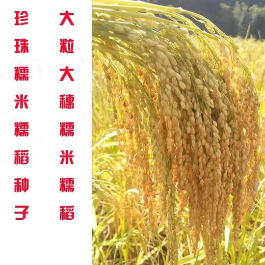 Гуйчжоу Тайхэ Сяннуо/Хуинуо 330/Цяннуою 88 семян ароматного клейкого риса семена короткозернистого клейкого риса круглые Тайхэ Сяннуо одна упаковка (круглый клейкий рис 200 г) обычный