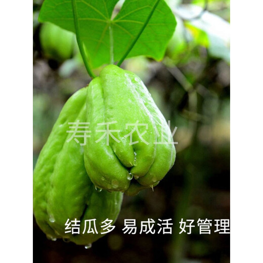 Chayote seeds, handrail melons, four-season seedlings, asparagus seeds, freshly planted seedlings, melon seedlings, melon seeds, chayote melon seeds, 10 pieces