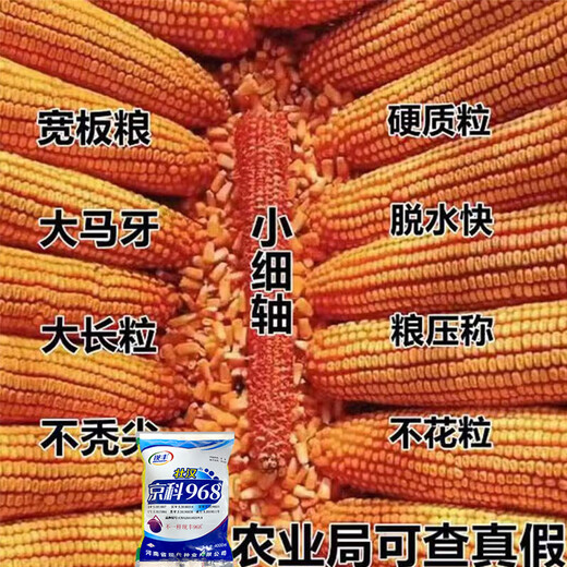 Wangyuanxing short big stick Jingke 968 national-approved field planting hybrid corn seed base high-yield large ear disease-resistant corn seed Jingke 968/4000 grains