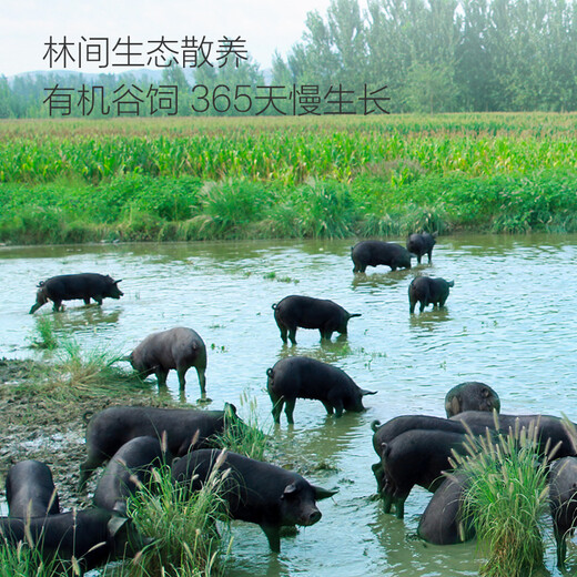 No. 1 Member Store Organic Black Pork Ribs Net Weight 800g Spare Ribs Pork Ribs Pork Barbecue Barbeque Ingredients Fresh