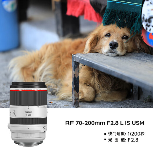 Canon r5 professional mirrorless camera, bird shooting equipment, digital camera, eos r5 full frame Vlog camera, 8K video shooting, place an order for Labubu & Jindou R5 disassembled body + RF24-70 + RF70-200 dual lens, package five, high capacity dual charger and dual battery + professional flash fill light + professional microphone