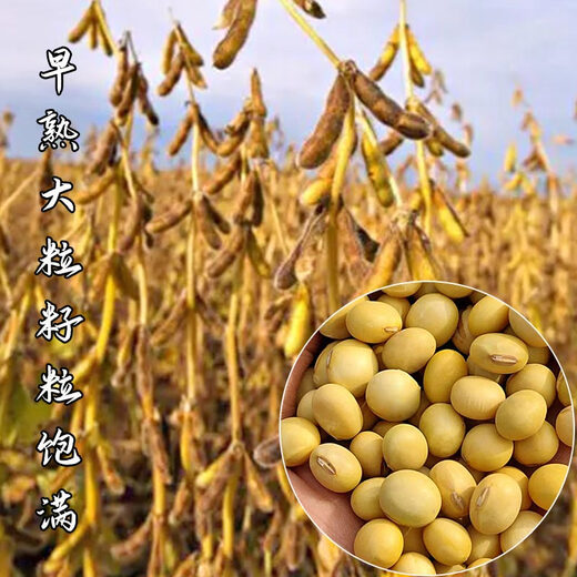 Wangyuan Xingzhonghuang 37/39/301 soybean soybean seeds, large seeds, high yield, disease resistance and lodging resistance, national approval base field, Zhonghuang 13 soybean seeds 2Jin Jin equal to 0.5kg