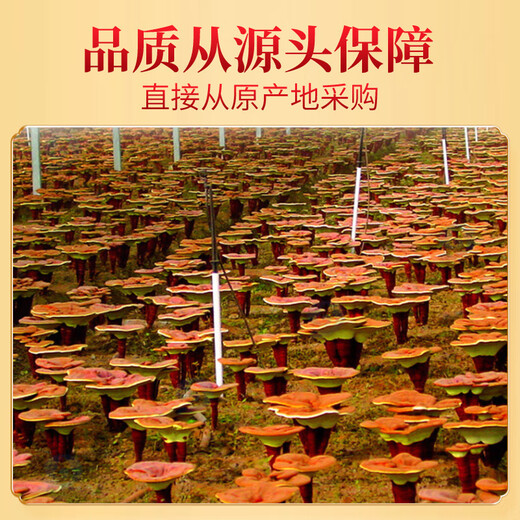 Jiuzhou tianrun ganoderma lucidum spore puder 1g*50 Beutel in Dosen kleiner Beutel zum Tragen von nicht wild gebrochener Wand Ganoderma lucidum pulver spore pulver nicht changbaishan gebrochene wand ganoderma lucidum puder 3 kunden
