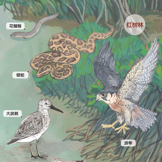 Книжный магазин Синьхуа Настоящая провинция Гуандун Наблюдение за птицами Раскрашенная вручную карта провинции Гуандун Издательство 9787807218784 Издательство карты провинции Гуандун Книги