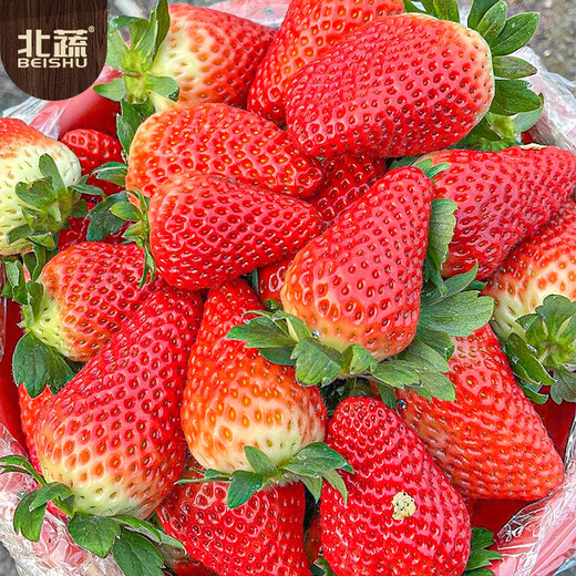 Beishu red strawberry seeds seedlings four seasons potted balcony indoor courtyard fruit seeds cream strawberry seeds 1000 capsules