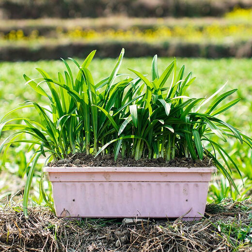Guizhou local specialty authentic stone leek, large broad-leaf leek, Guanyin giant leek, wild broad-leaf potted leek root, 30 medium seedlings, dug with mud, no pots included, guaranteed to arrive fresh