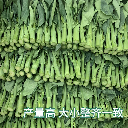 Xiangbin kale seeds kale field open-air planting in spring, summer, autumn and winter sowing pot seeds Guangdong vegetable seeds white flower willow leaf kale seeds 2000 original