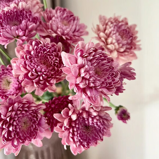 5 multi-headed daisies in random colors