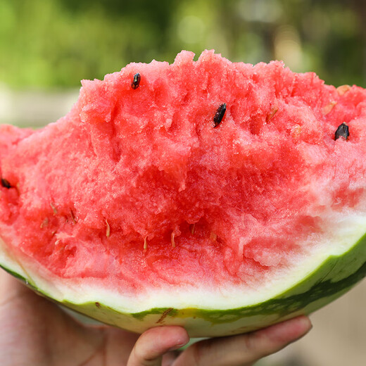 Shouhe watermelon seed seedlings Kirin 8424 thin-skinned large melon super sweet fruit seeds Weifeng Crunchy 8424 seeds 40 capsules