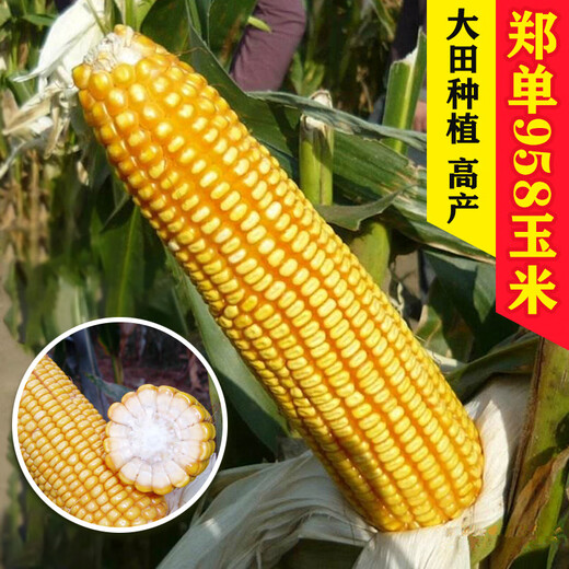 大田玉米种子郑单958饲料玉米种籽万盛68良玉99玉米种孑大全 京农科728玉米5000粒原装 红轴/