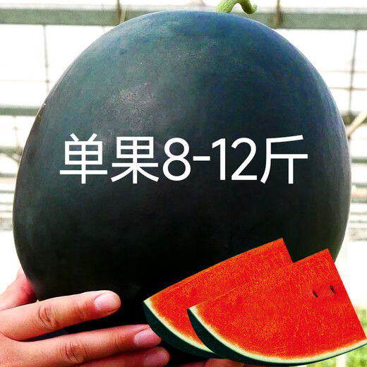 Beishu Black Watermelon Seeds Red Heart Fruit Yuqilin Black Watermelon Seeds 10 capsules