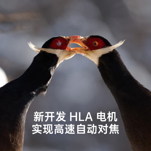 SIGMA 500mm F5.6 DG DN OS Sports full-frame super telephoto fixed focus lens for bird shooting and lotus shooting (Sony mount)