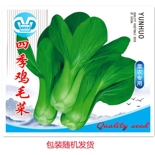 全新鸡毛菜种子 四季播种抗热耐寒蔬菜种子小白菜籽小青菜籽 鸡毛菜种子-四季新品种发芽率90% 原装1包约1098粒【划算】