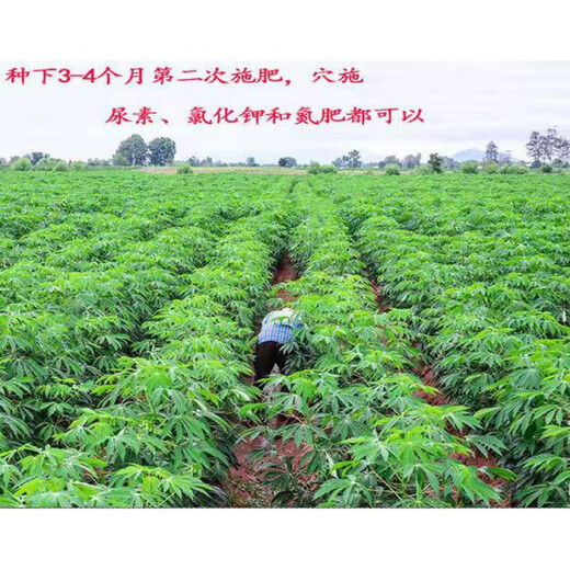 Guangxi Bread Cassava Seedlings Yellow Heart and Yellow Flesh Cassava Seedlings Red Skin and White Flesh Cassava Seedlings 2Jin Jin is equal to 0.5kg 5 cassava yellow flesh seeds