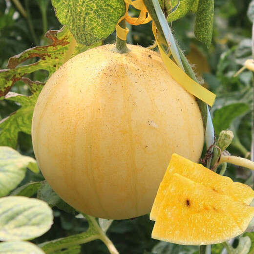 Dayu Yellow Heart Watermelon Seeds, Early Maturity, Yellow Skin, Red Flesh, Yellow Flesh, Special Xiaofeng Watermelon Seeds, Southern Fruit, Huang Meiren, Yellow Skin, Yellow Flesh Watermelon Seeds, 20 capsules, 2 bags