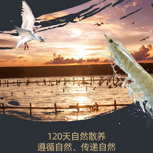 Taihuhai organic prawns, antibiotic-free salt field shrimps, fresh and frozen prawns, pregnant and baby tongbaobao, Spring Festival products, organic shrimps 1200g (net weight)