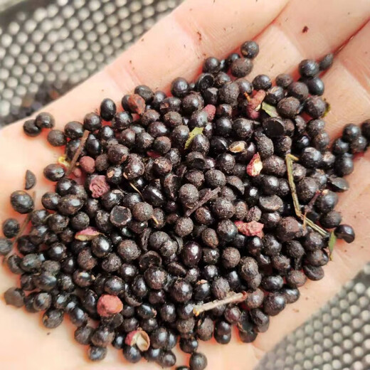 Newly collected Chinese prickly ash seeds, authentic Hancheng Dahongpao Zanthoxylum bungeanum, Lion’s head pepper seeds, Zanthoxylum bungeanum seeds, Dahongpao Zanthoxylum bungeanum seeds, one Jin Jin is equal to 0.5 kilograms