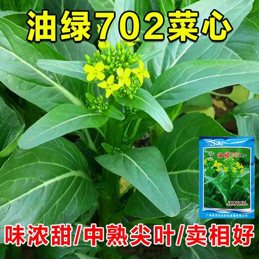 Guangzhou Qiannong Academy of Agricultural Sciences Youlu 702 cabbage heart vegetable seeds autumn winter spring high yield beet core seeds Youlu 70 days cabbage heart 200g medium mature pointed leaves 1 bag