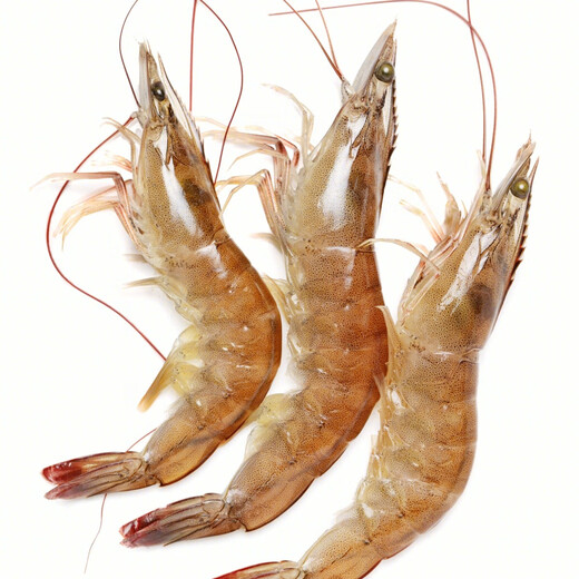 Jingdong Supermarket Overseas Direct Procurement Super Large Ecuadorian White Shrimp 3Jin Jin equal to 0.5kg (20/30Specifications) 30-45 pieces/box Hot Pot Prawns