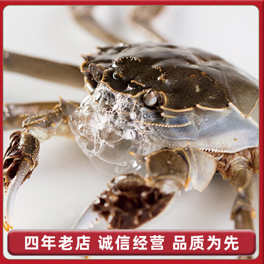 [Living Crab] Net bag crabs extra large Liaoning Panjin River Crab Rice Field River Crab Gift Box Fresh Live Crab Fresh Live Crabs, remove rope net weight male and female 1.2-1.4 taels 10 pairs 20 pieces