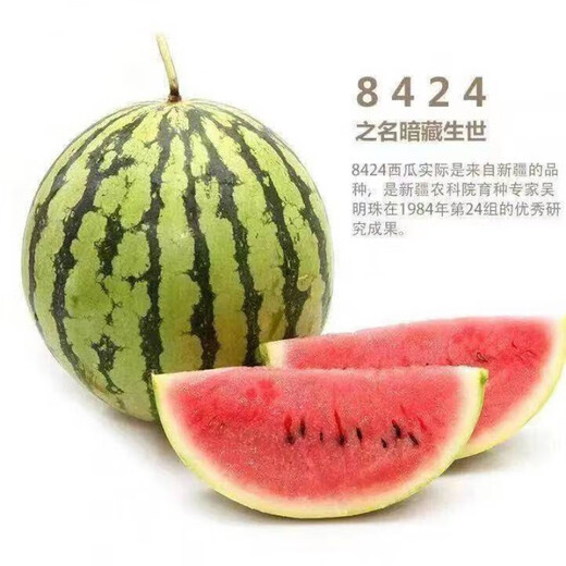 8424 Authentic Grafted Seedlings with Soil and Seedless Midu Kirin Early Mature Seedlings Watermelon Seedlings Stone Melon Watermelon Seedlings Buy 8+2 Real Hair 10 Trees + Fertilizer