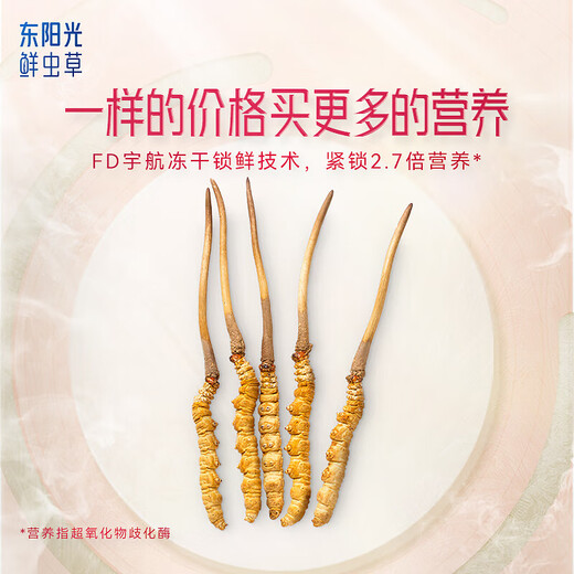 Dongyangguang orgánico Cordyceps sinensis 3-4 raíces/g Cordyceps secos nutritivos de regalo Cordyceps suplementos para padres y ancianos 4 raíces [paquete de experiencia exclusivo]