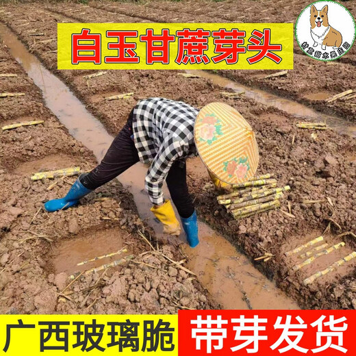 Asarum Guangxi Muge White Jade Sugar Cane Seeds Authentic Glass Crisp Seedlings Straight Hair From the Origin and Shipped with Buds 9 Roots