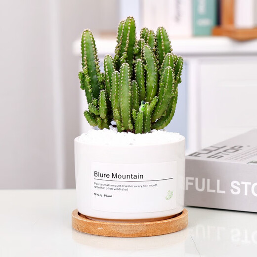 Jianshe Succulent Plant Potted Meat Office Desktop Novice Small Set Meal Green Plant Flower Cactus with Potted Diy Scenery Ten Premium Succulent Random + Long Wooden Basin + Nutritional Soil
