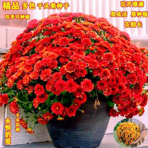 垣栀千头菊四季菊花种子重瓣菊花种子阳台庭院盆栽易活花草花卉种子 紫红千头菊 花园款728粒+肥料+壮芽粉