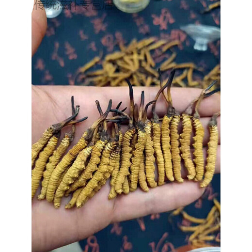 伊梵麦冬虫夏草前期头期大虫草3-4根/克 单根速发 伊梵麦