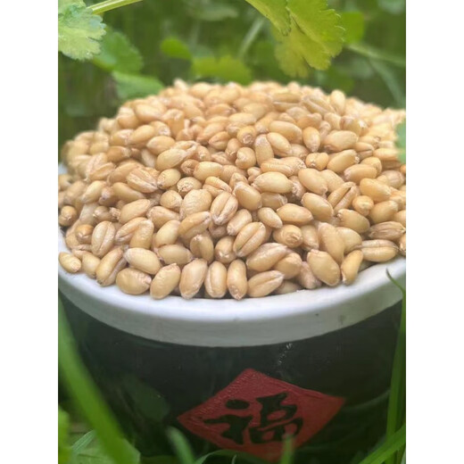 陆北泽芝新国标面粉gbt1355-2021陕西农家小麦粉无添加含胚芽 精制粉 70粉5斤(全胚芽)