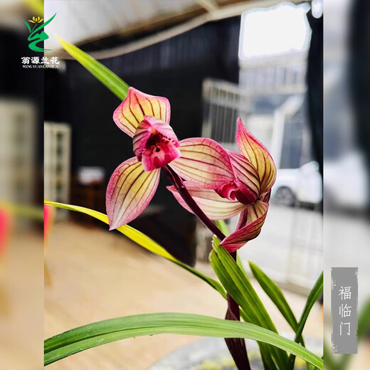 Wengyuan Orchid Lotus Petal Orchid Fulinmen Thin-Leaf Red Orchid Potted Fragrant Orchid Fulinmen 2 Seedlings Random High-end Purple Clay Pot Plants