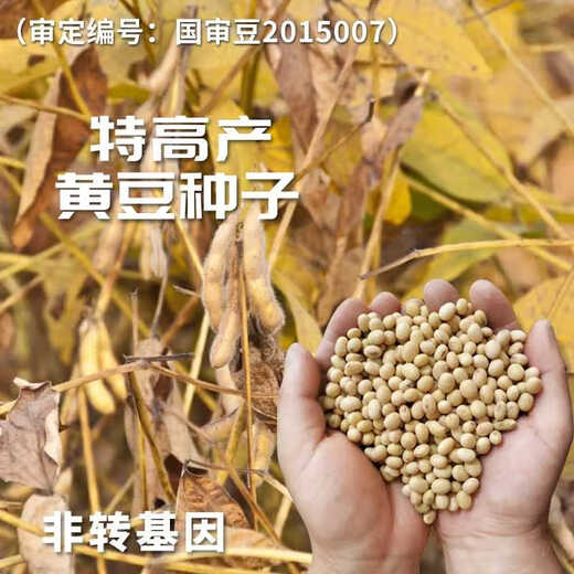 Wangyuanxing 57 soybean seeds soybean seeds high-yielding soybean seeds large disease-resistant domestic soybean seed base 20Jin Jin equal to 0.5kg original National Approval Zhongyang 57