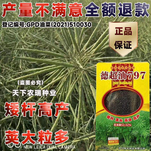 Stable-yielding short-stem Dechao Oil 797 hybrid stable-yielding rapeseed short-stem cold-resistant and lodging-resistant early-maturing oil with strong fragrance short-stem high-oil hybrid Dechao Oil 797 20,000 grains/