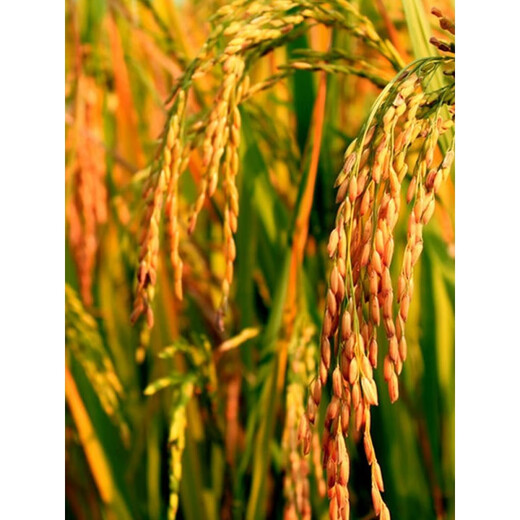 Tribute rice, jade needle fragrant rice seeds, long-grain fragrant rice, conventional can rice, high quality late rice seeds, jade needle fragrant seeds 3 Jin Jin equal to 0.5 kg, original