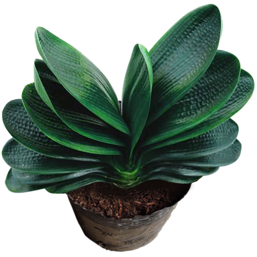 Посадка цветущих старых саженцев кливии в горшках с цветочными почками, подходит для выращивания сочных цветов и зеленых растений в любое время года, комнатные саженцы с круглой головкой размером с монах, упакованные с высококачественной кливией 7-9 листьев + сырые, горшок не входит в комплект.