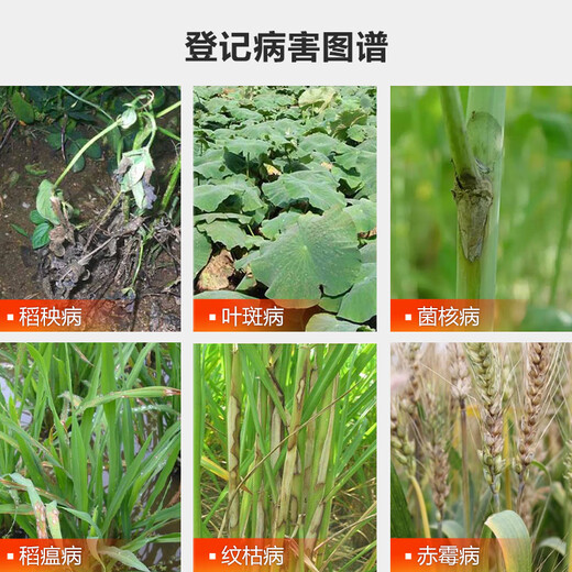 Guoguang Carbendazim plant soil disinfectant leaf spot, scab, sheath blight, fruit tree fungicide pesticide 100g