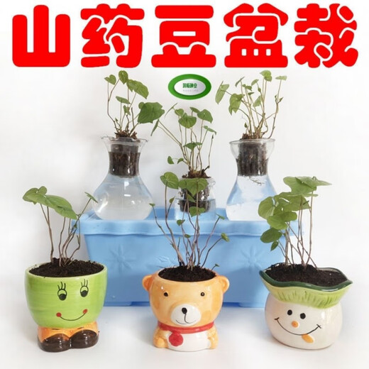 Authentic Iron Bar Yam Bean Seed Farmer Huaiyam Seedlings Yam Mouth Germinated Yam Bean Nursery Potted Plant Germination Grain (10) Authentic Iron Bar Yam Bean Seed