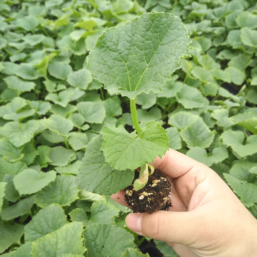 Farmer's Son Balixiang Melon Seeds Spotted Skin Melon Seeds Winter and Spring Extra Large Balixiang Muskmelon Seeds About 30 Pieces/Large