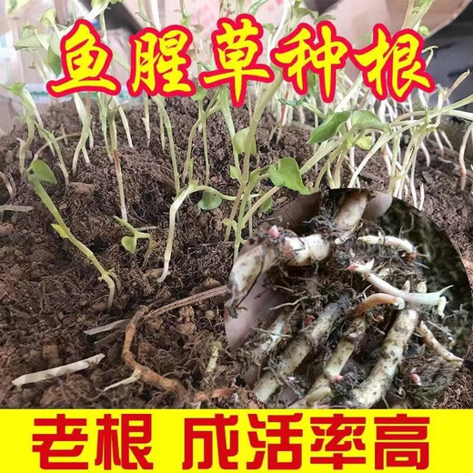 Houttuynia cordata seeds fresh old root seeds with mud and without leaves buds potted vegetable planting roots 1500g