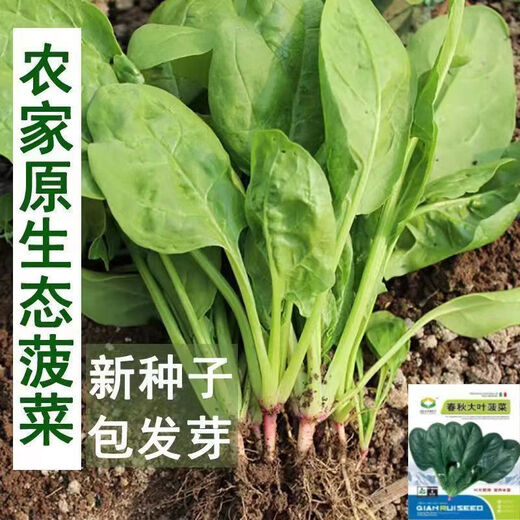 【可越冬】大叶菠菜种子散装菠菜籽四季播耐寒秋冬季蔬菜种子 【抗热+】大叶菠菜种子(高發芽率 原厂精装种子2袋2694粒