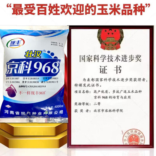 Wangyuanxing short big stick Jingke 968 national-approved field planting hybrid corn seed base high-yield large ear disease-resistant corn seed Jingke 968/4000 grains