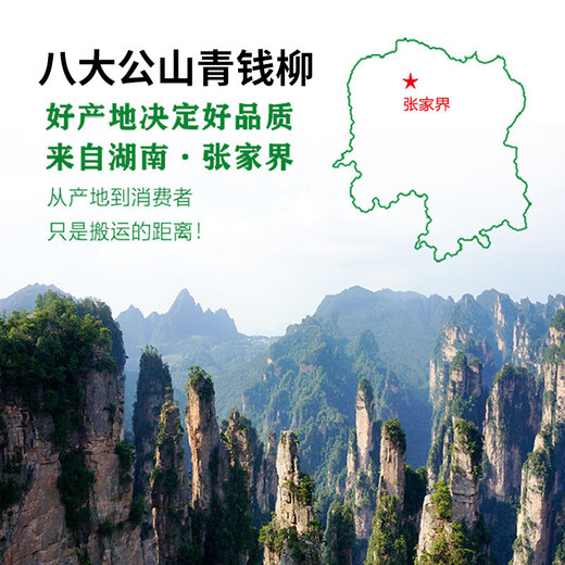 青钱柳批发修水金钱柳张家界青钱柳湖南城步茶 78克嫩叶春采一罐