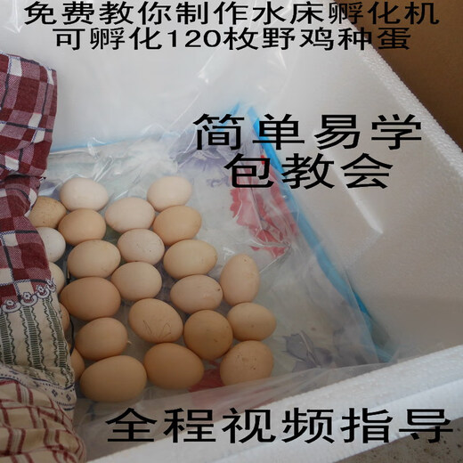 自制自动控温小型家用型水床孵化器小鸡鹌鹑鸽子蛋孵化机孵蛋器箱 100枚双电源铝板水床无箱