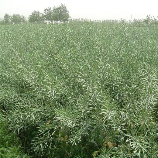 Stable-yielding short-stem Dechao Oil 797 hybrid stable-yielding rapeseed short-stem cold-resistant and lodging-resistant early-maturing oil with strong fragrance short-stem high-oil hybrid Dechao Oil 797 20,000 grains/