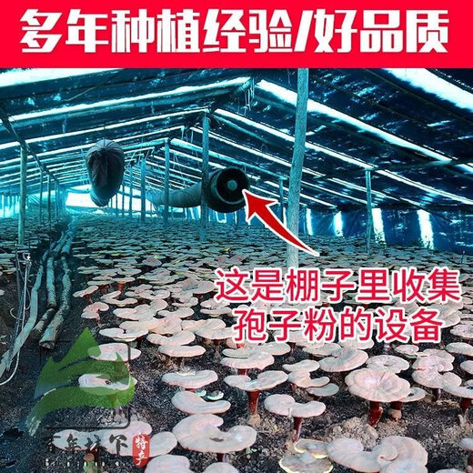 药房同款 灵芝孢子油软胶囊含灵芝三萜灵芝孢子粉提取特级 灵芝孢子油 4瓶120粒